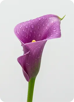 Lily & Wood Sage