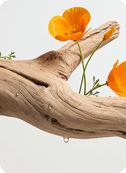 SANDALWOOD & COCOA BUTTER